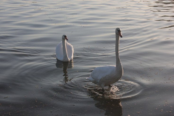 Swans on the  Madine lake